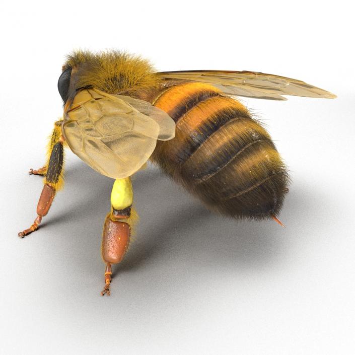 Bee 3D model