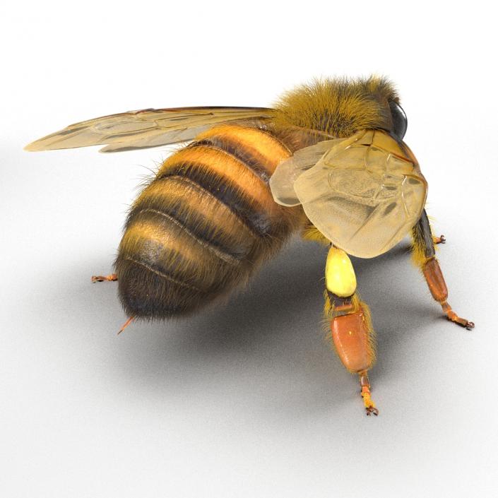 Bee 3D model