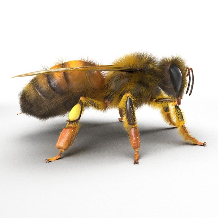 Bee 3D model