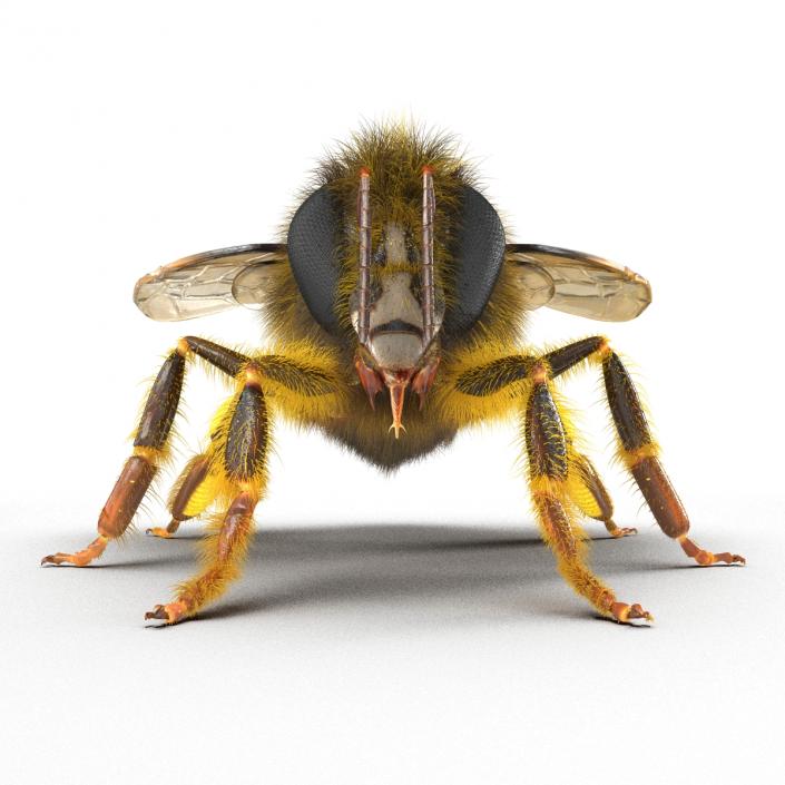 Bee 3D model