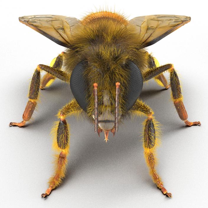 Bee 3D model