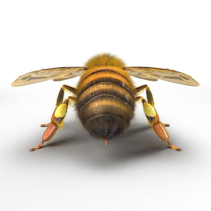 Bee 3D model