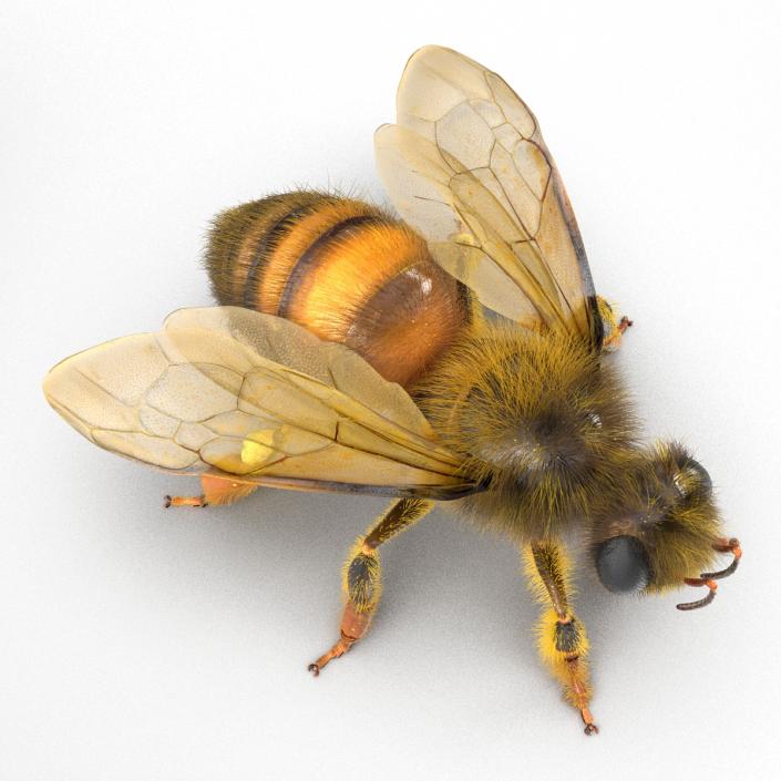 Bee 3D model