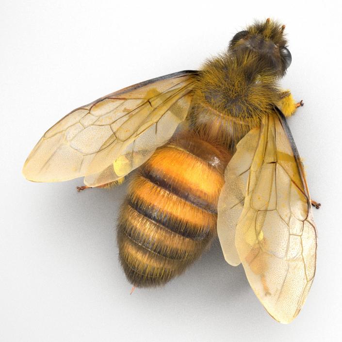 Bee 3D model