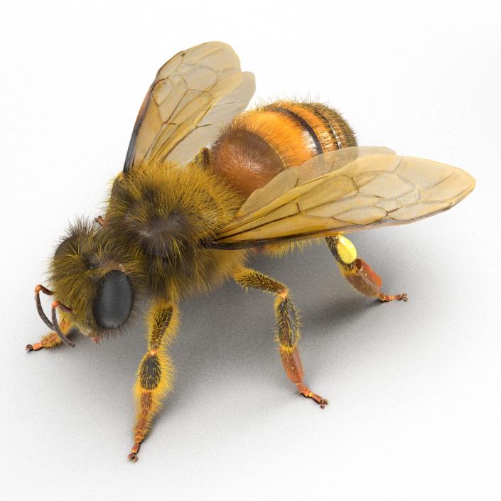 Bee 3D model