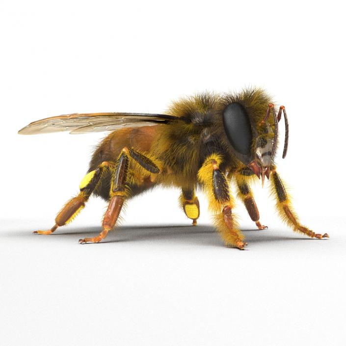 Bee 3D model