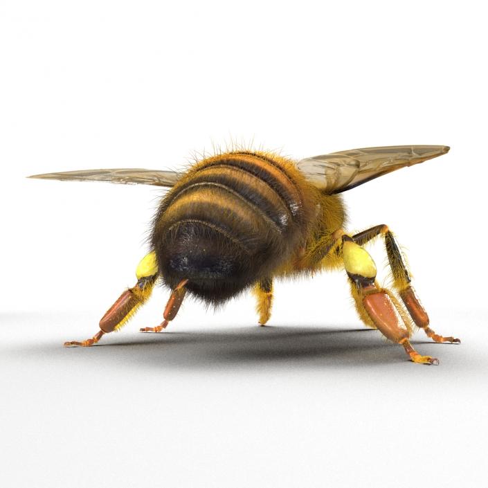 Bee 3D model