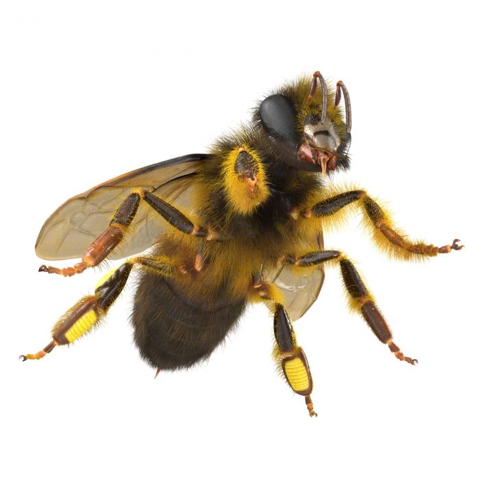 Bee 3D model