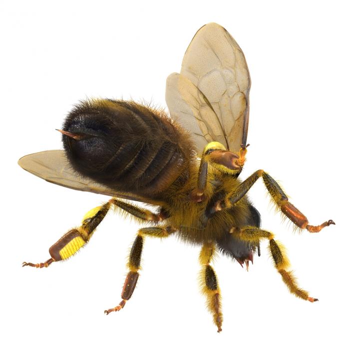 Bee 3D model