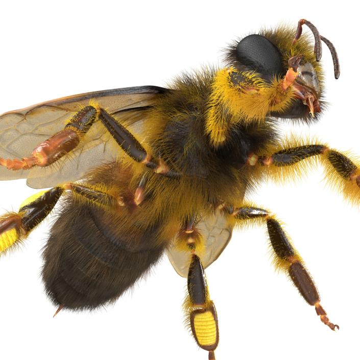 Bee 3D model