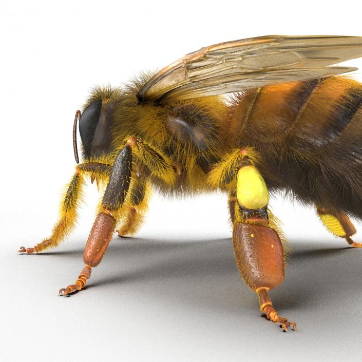 Bee 3D model