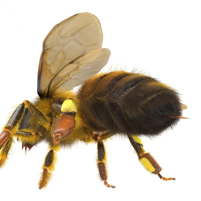 Bee 3D model