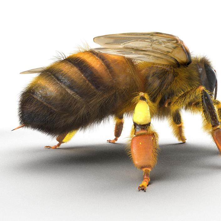 Bee 3D model