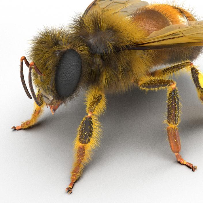 Bee 3D model