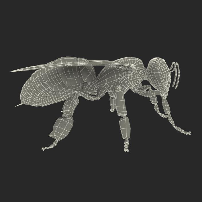 Bee 3D model