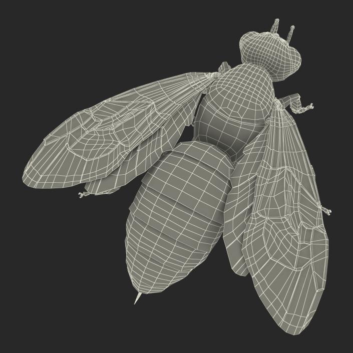 Bee 3D model