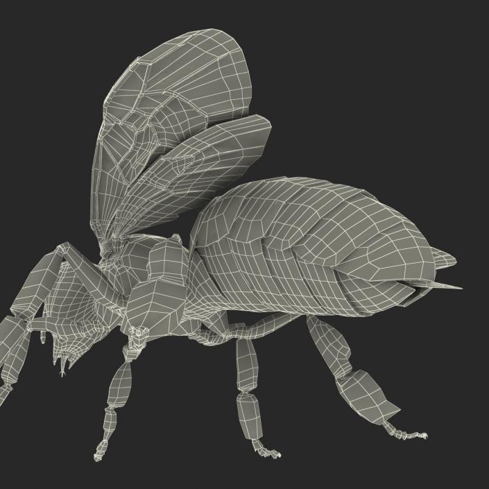 Bee 3D model