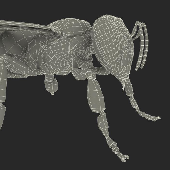 Bee 3D model