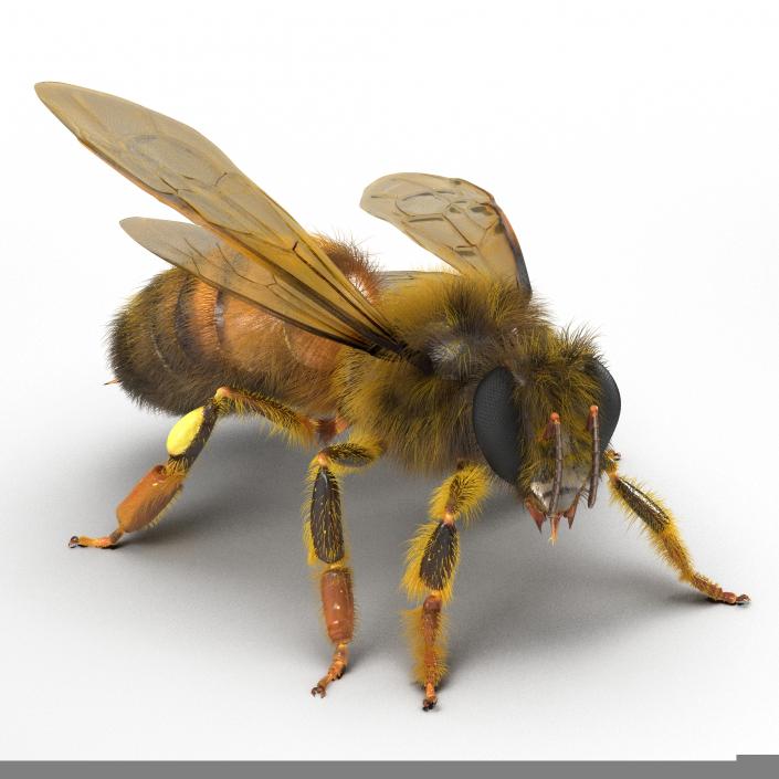 3D model Bee Pose 2