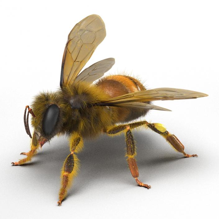 3D model Bee Pose 2