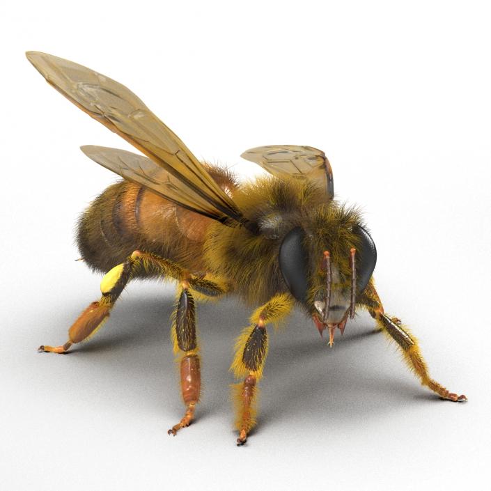 3D model Bee Pose 2