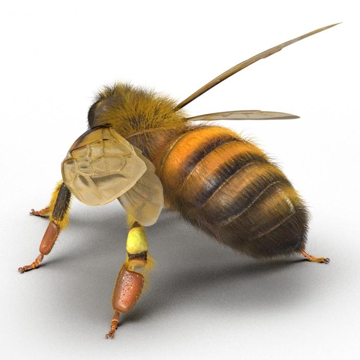 3D model Bee Pose 2