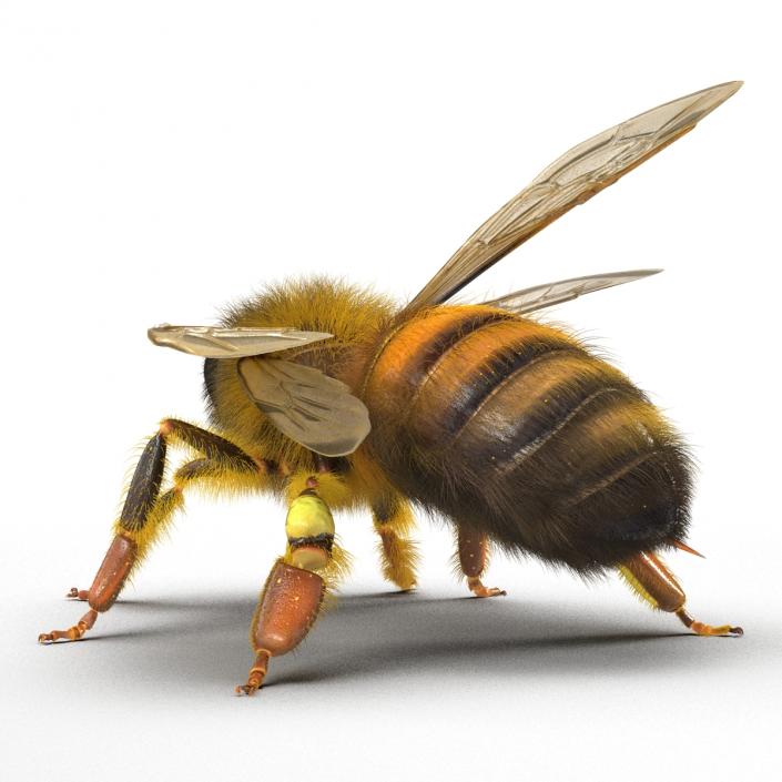 3D model Bee Pose 2