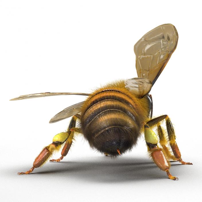 3D model Bee Pose 2