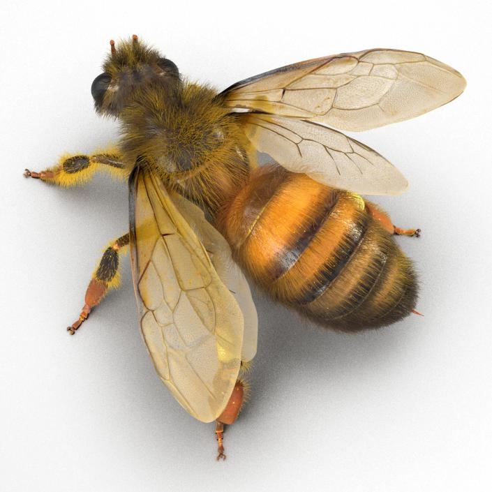 3D model Bee Pose 2