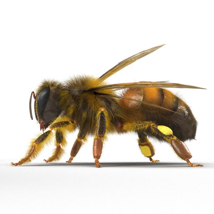 3D model Bee Pose 2