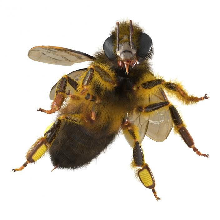 3D model Bee Pose 2