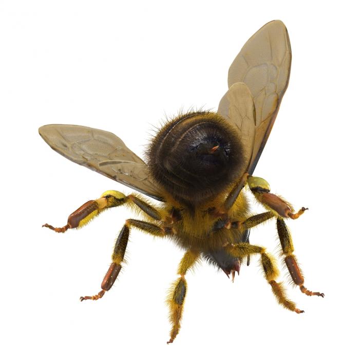 3D model Bee Pose 2