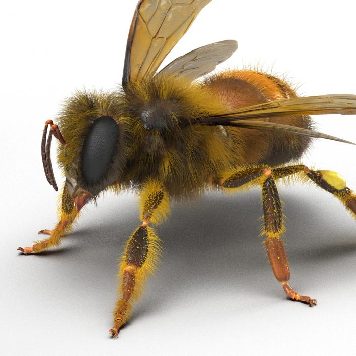 3D model Bee Pose 2