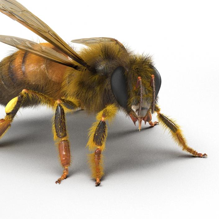 3D model Bee Pose 2