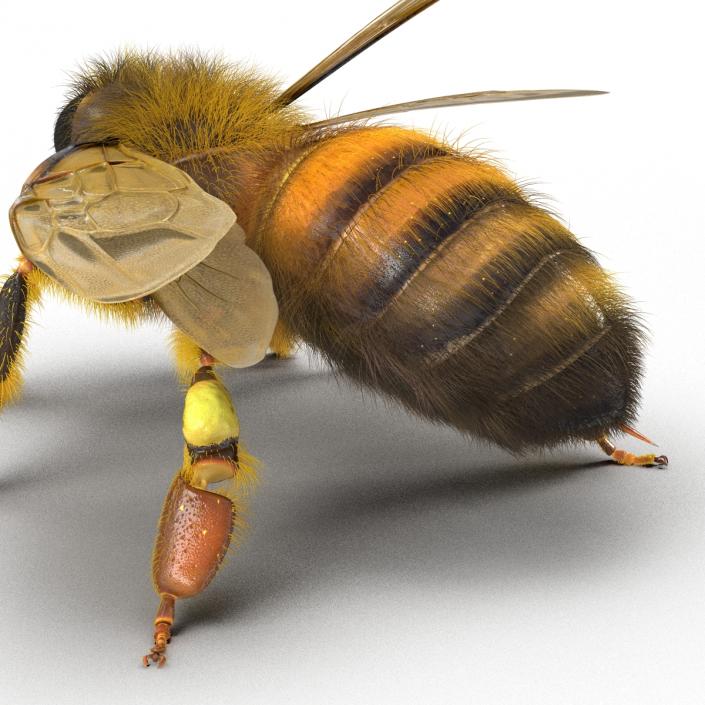 3D model Bee Pose 2