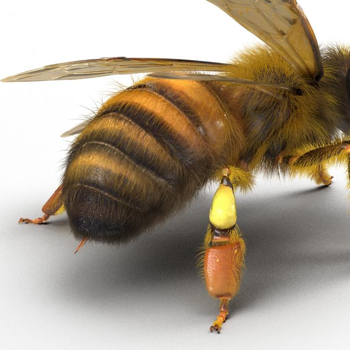 3D model Bee Pose 2