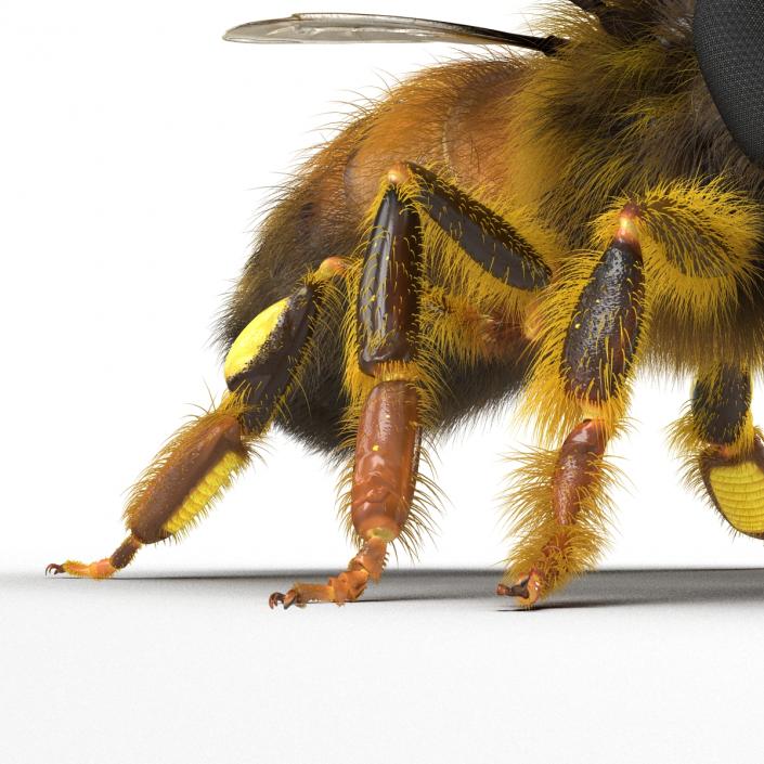 3D model Bee Pose 2