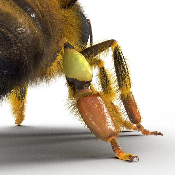 3D model Bee Pose 2