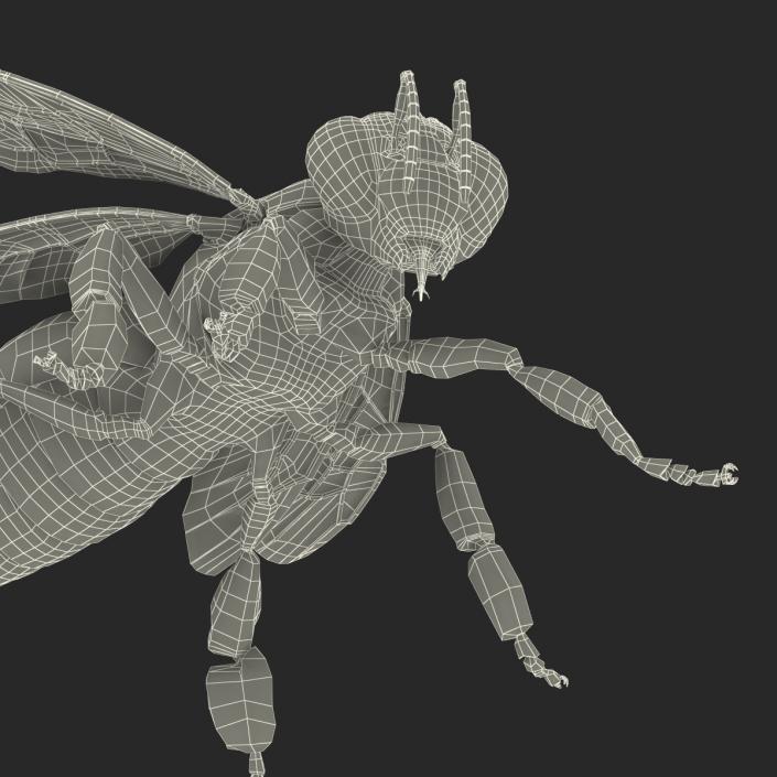 3D model Bee Pose 2