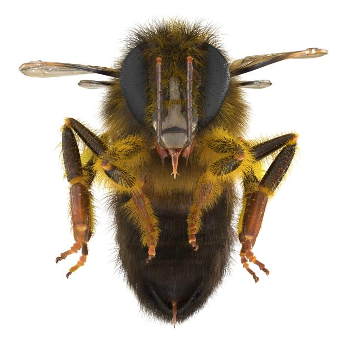 3D model Bee Pose 3