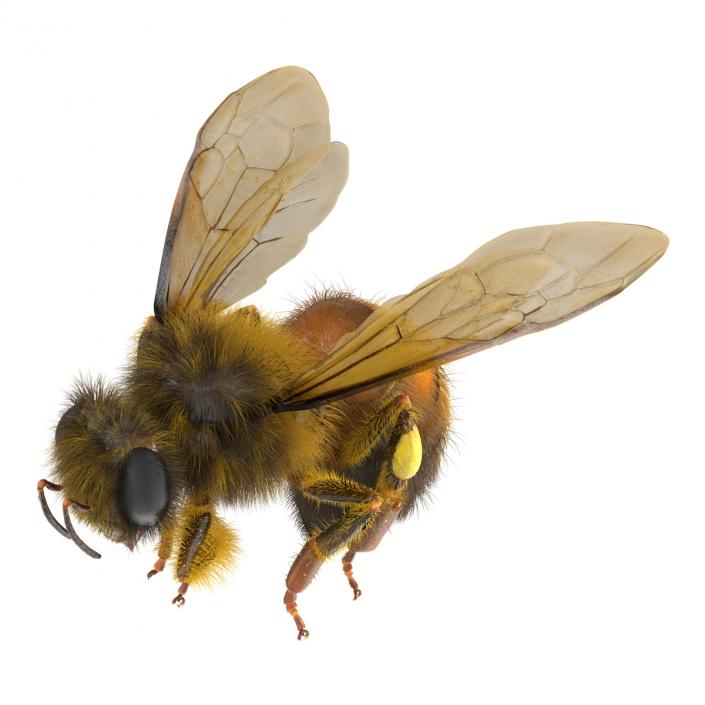 3D model Bee Pose 3