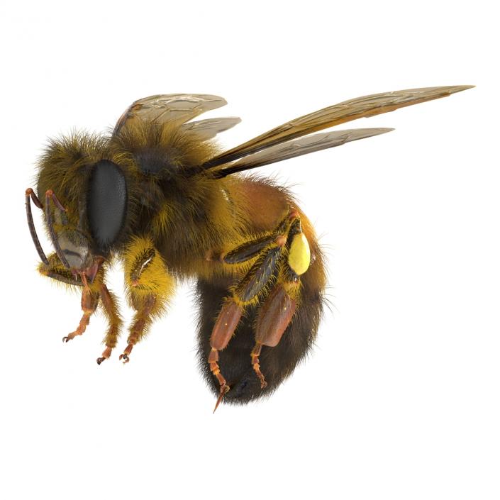 3D model Bee Pose 3