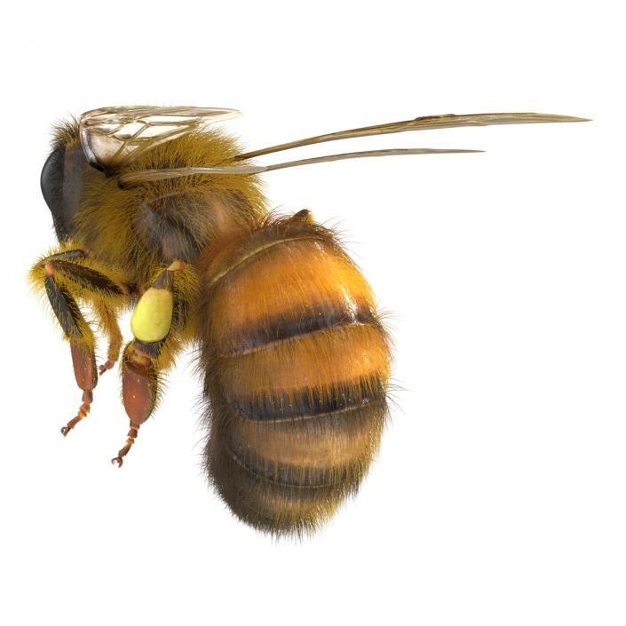 3D model Bee Pose 3