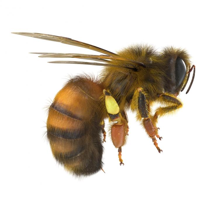 3D model Bee Pose 3