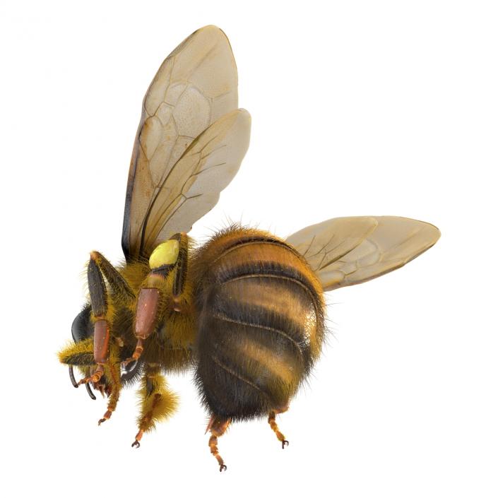 3D model Bee Pose 3