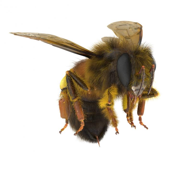 3D model Bee Pose 3