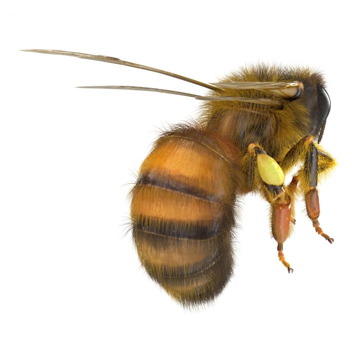 3D model Bee Pose 3