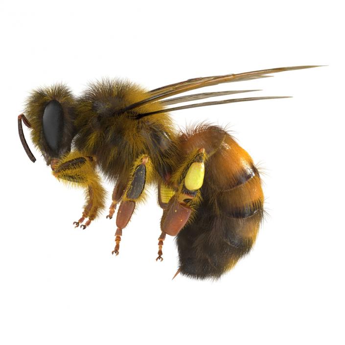 3D model Bee Pose 3