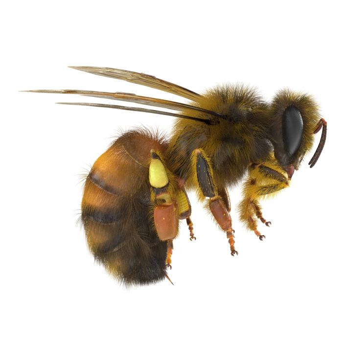 3D model Bee Pose 3