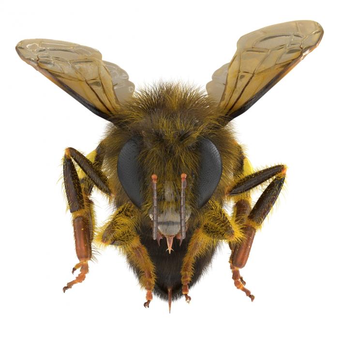 3D model Bee Pose 3